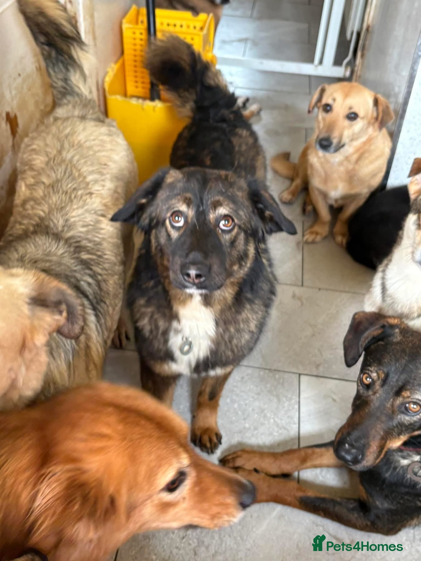 Belle - Norwich Norfolk — Mixed Breed