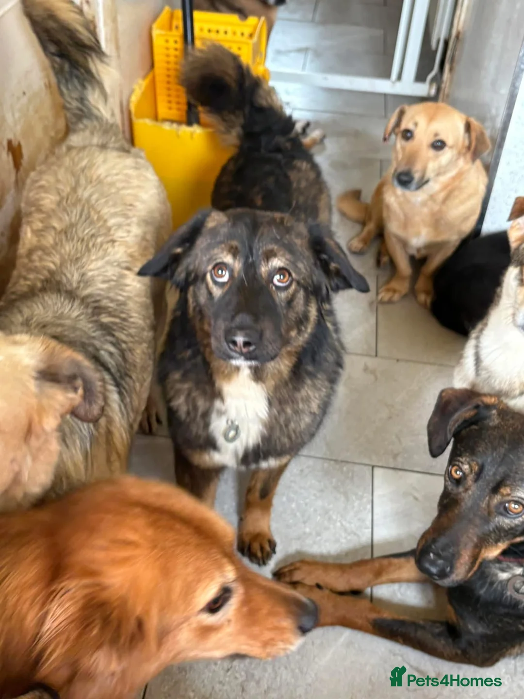 Mixed Breed dogs for adoption: Belle - Norwich Norfolk  - Advert 18