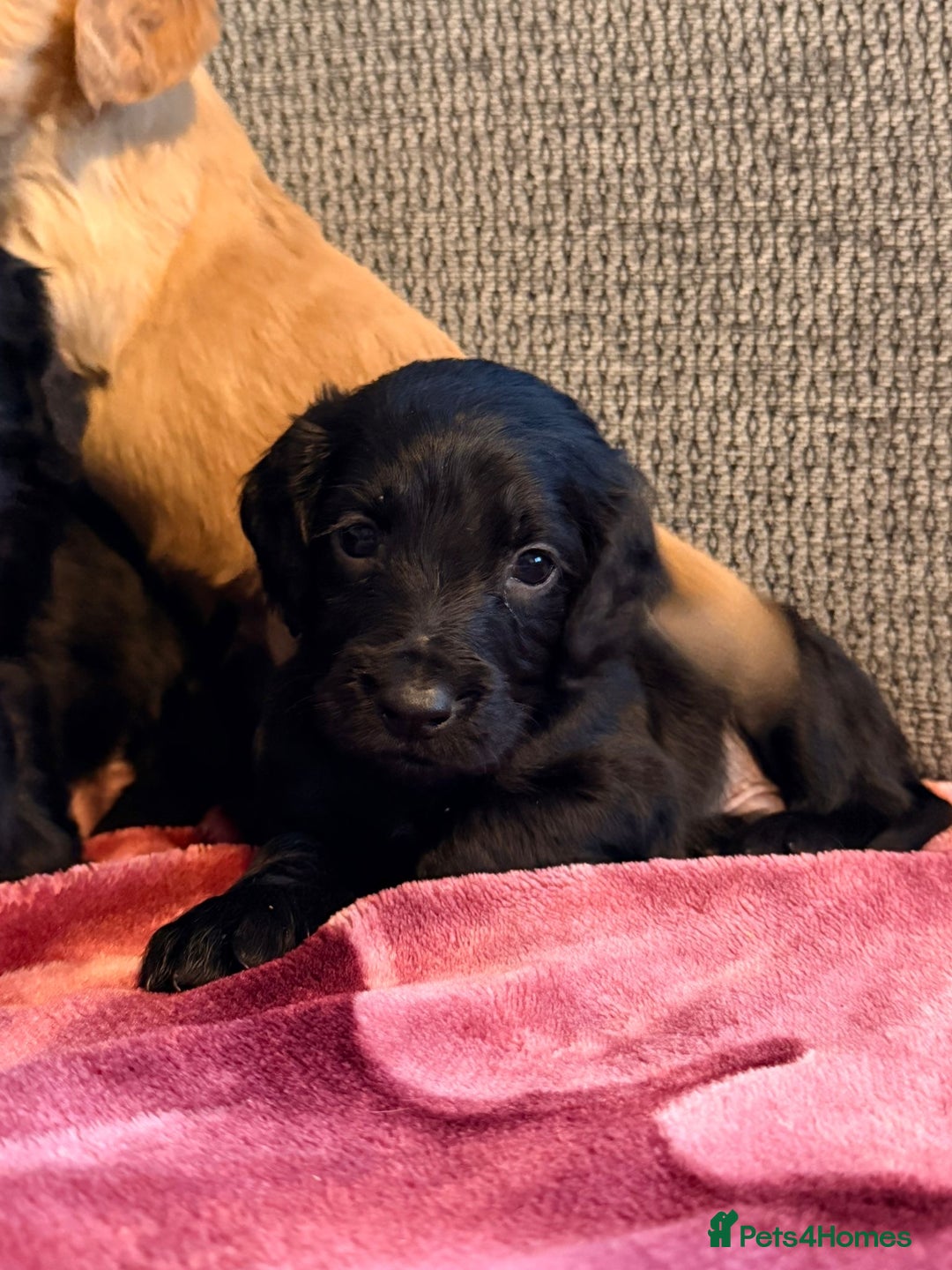 Cocker Spaniel dogs for sale: KC Registered Cocker Spaniel Puppies - Advert 3