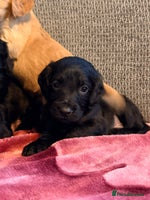 Cocker Spaniel dogs KC Registered Cocker Spaniel Puppies - Advert 2