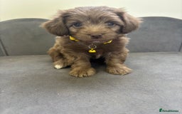 Chipoo dogs for sale: Stunning Chipoo Pups DNA Health Tested - Image 34