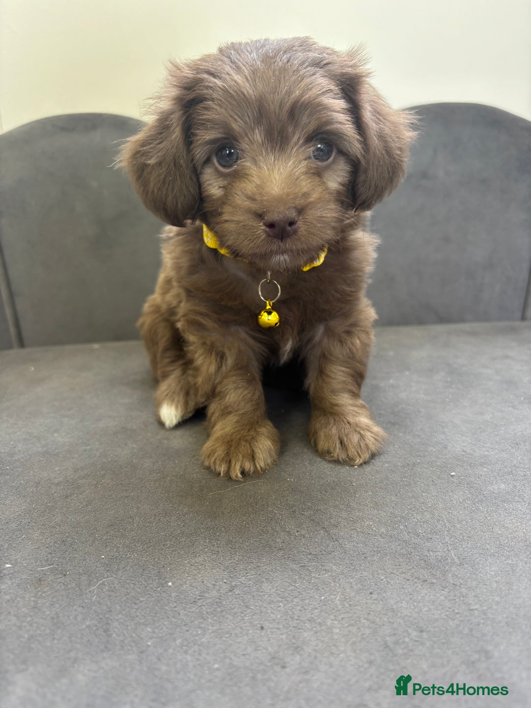 Chipoo dogs for sale: Stunning Chipoo Pups DNA Health Tested - Image 34