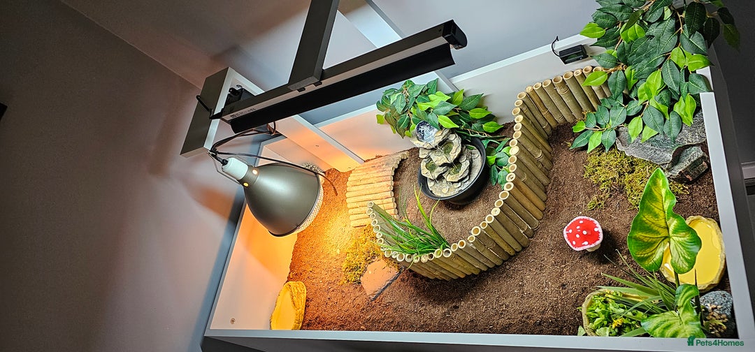 Hermann Tortoise reptiles for sale: Tortoise table full set up - Image 2