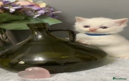 British Shorthair cats for sale: British short hair kittens  - Image 1