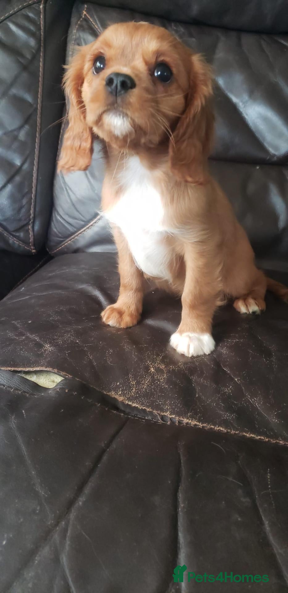 Cavalier King Charles Spaniel dogs One KC Reg Cavalier Male Available  - Advert 1