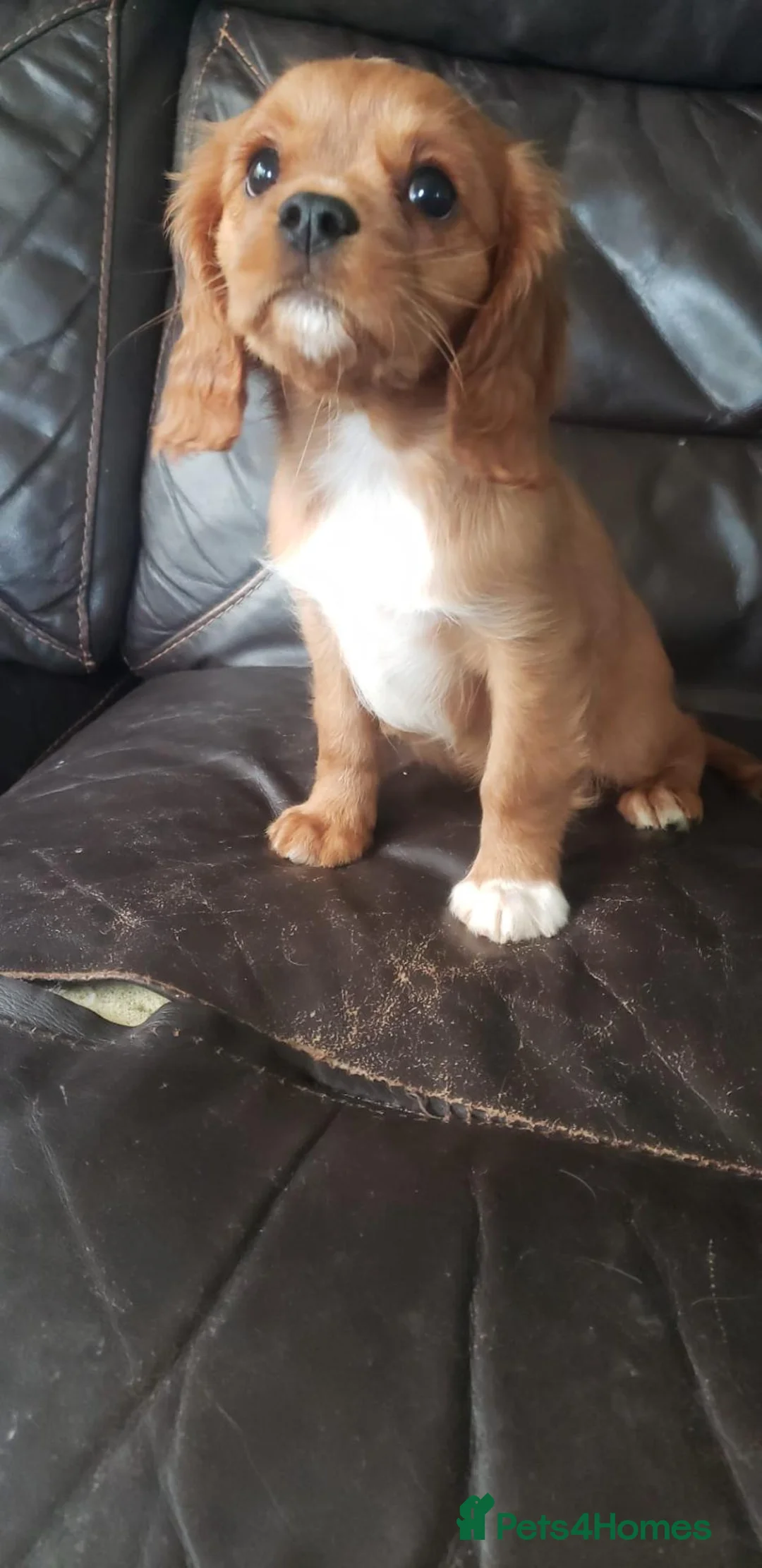 Cavalier King Charles Spaniel dogs for sale: One KC Reg Cavalier Male Available  - Advert 1