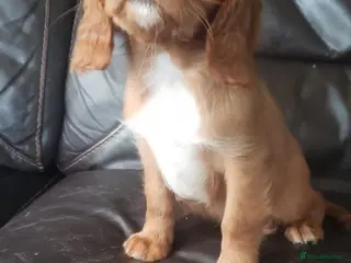 Cavalier King Charles Spaniel dogs One KC Reg Cavalier Male Available - Advert 2