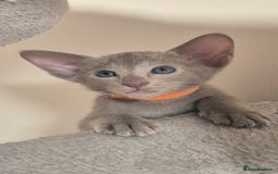 Oriental cats for sale: Oriental and Siamese Gccf registered kittens. - Image 8