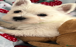 West Highland Terrier dogs for sale: Westie puppies available  - Image 20