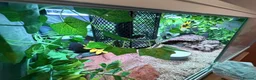 Python Snake reptiles for sale: Banana Royal Python will full set up - Advert 4