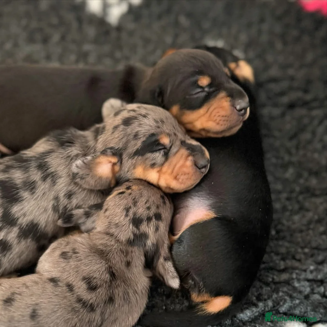 Miniature Dachshund dogs for stud: Crufts Qualified (for life) Silver Dapple  in Dalry - Advert 6