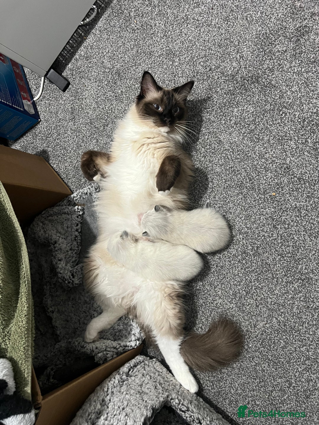 Ragdoll cats for sale: Fluffy Ragdoll Sisters - Advert 9