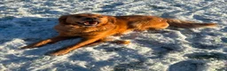 Golden Retriever dogs for sale: Beatiful Kc registered golden retriever - Advert 4