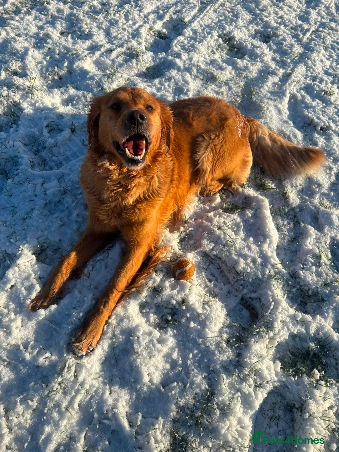Golden Retriever dogs for sale: Beatiful Kc registered golden retriever - Advert 4