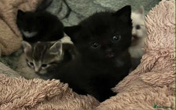 Ragdoll cats for sale: Stunning Rgdoll mix kittens !!!  - Image 2