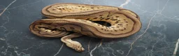 Python Snake reptiles for sale: Ball python  in Gosport - Advert 7