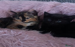 British Shorthair cats for sale: 2 Beautiful female Kittens - Image 11