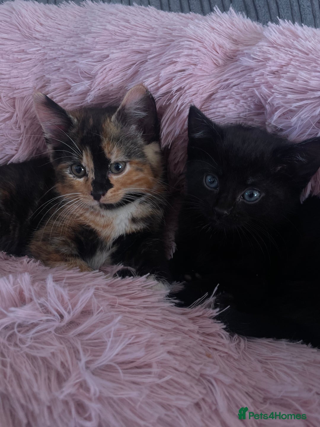 British Shorthair cats for sale: 2 Beautiful female Kittens - Image 11