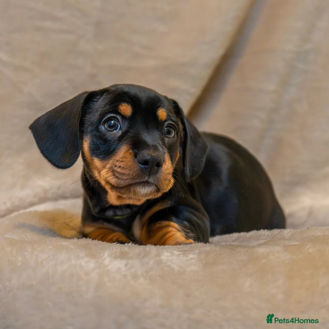 Mixed Breed dogs for sale: French Bull Wieners  - Advert 14
