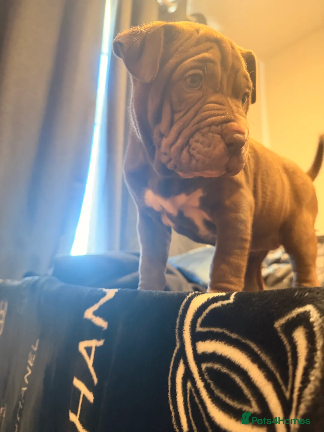 Mixed Breed dogs for sale: Sharpei/Mastiff x Staff - Ready 4 New Homes  - Advert 5