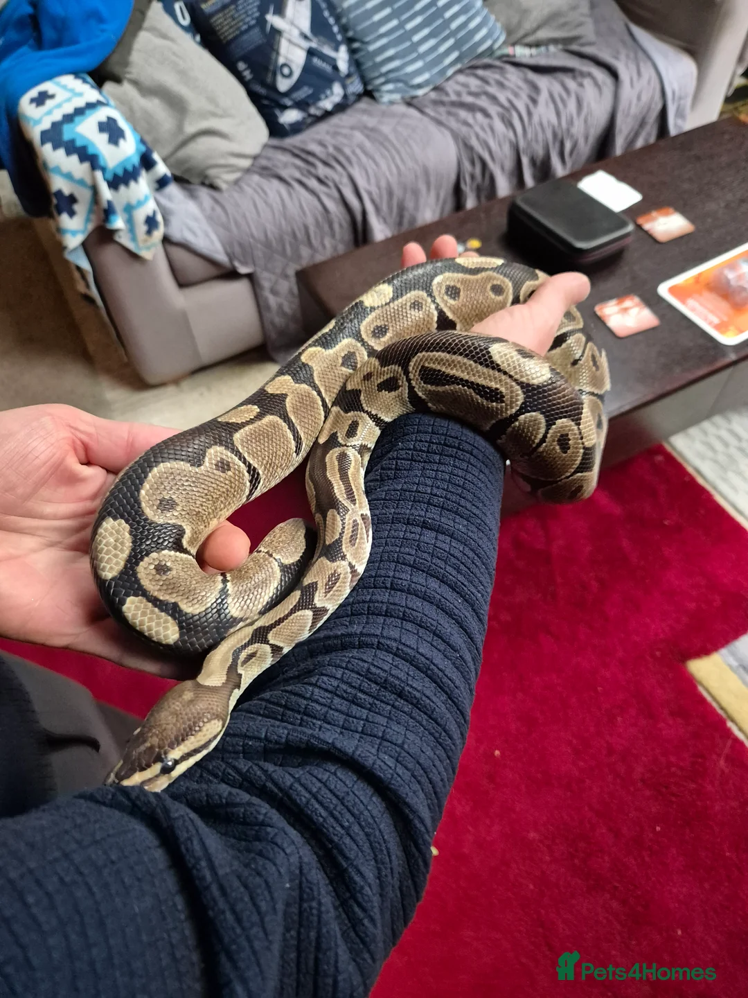 Python Snake reptiles for sale: Royal python with full Vivarium set up - Advert 2