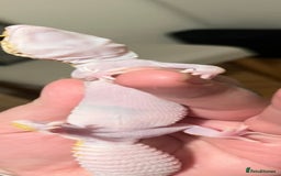 Leopard Gecko reptiles for sale: Leopard gecko and set up for sale - Image 9