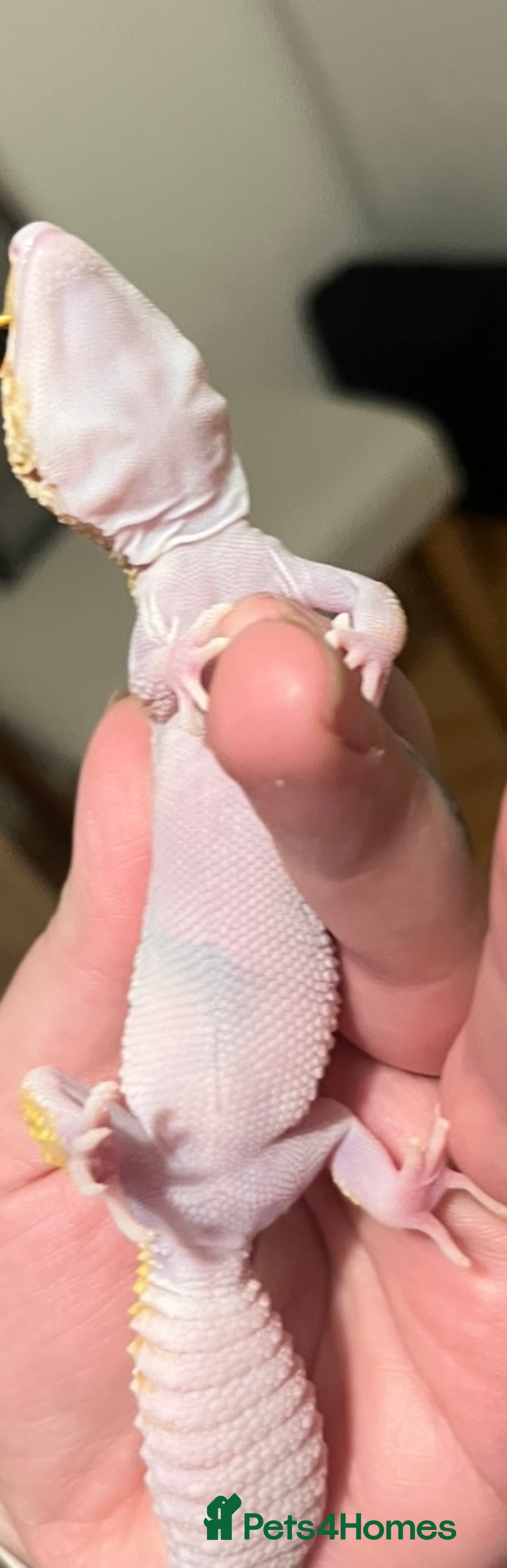 Leopard Gecko reptiles for sale: Leopard gecko and set up for sale - Image 9