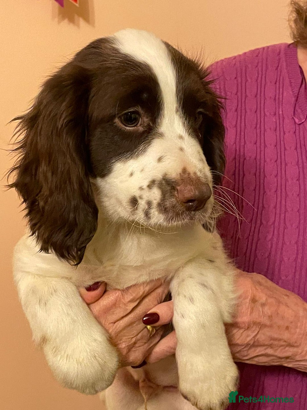 English Springer Spaniel dogs for sale: Adorable springer spaniels  - Image 2