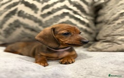 Miniature Dachshund dogs for sale: Miniature Dachshund puppies - Image 11