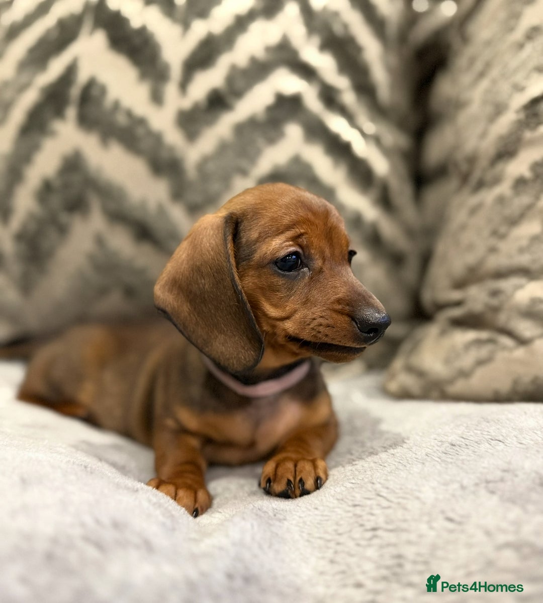Miniature Dachshund dogs for sale: Miniature Dachshund puppies - Image 11