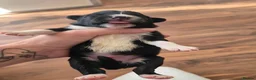 Caucasian Shepherd Dog dogs for sale: Caucasian Shepherd Puppies  - Advert 7