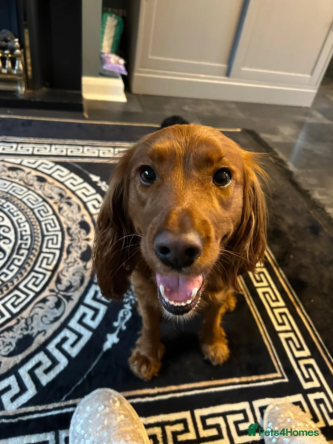 Cockapoo dogs for sale: Quinn aged 4 looking for forever home  - Advert 2