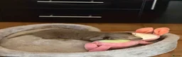 Miniature Dachshund dogs for sale: Miniature Long-Haired Dachshund Puppy - Advert 4