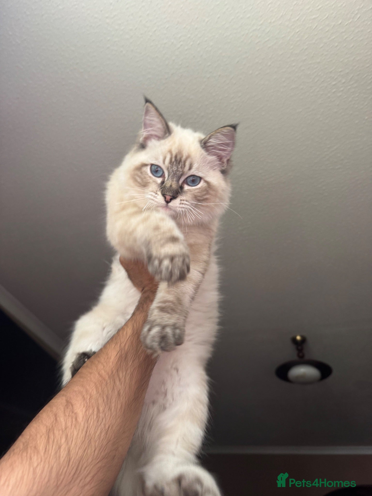 Ragdoll cats Cat for sale, due to allergic reaction  - Advert 1