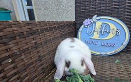 Mini Lion Lop rabbits for sale: Mini lop bunny - Image 2
