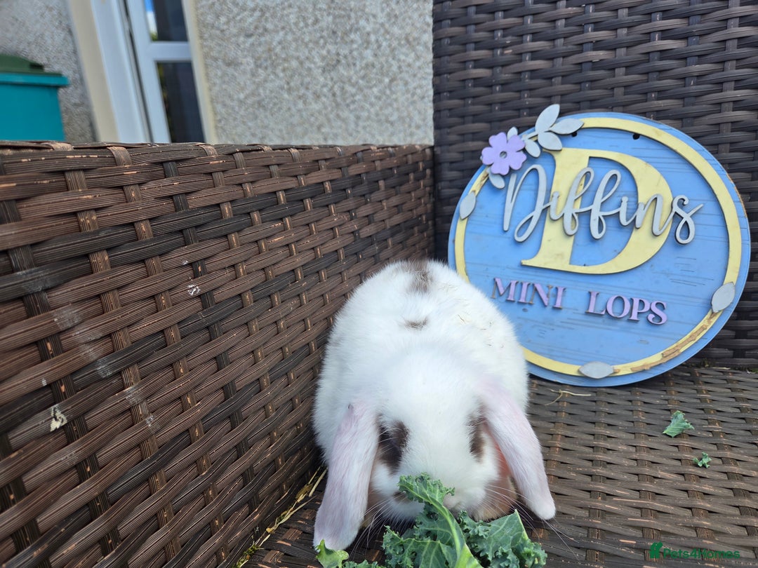 Mini Lion Lop rabbits for sale: Mini lop bunny - Image 2