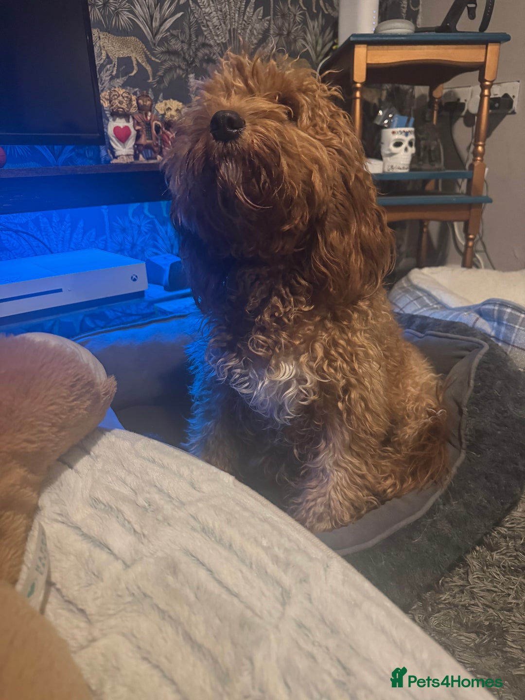 Cockapoo dogs for sale: Cockatoo pups - Advert 4