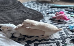 Chihuahua dogs for sale: Double chocolate platinum baby’s  - Image 3