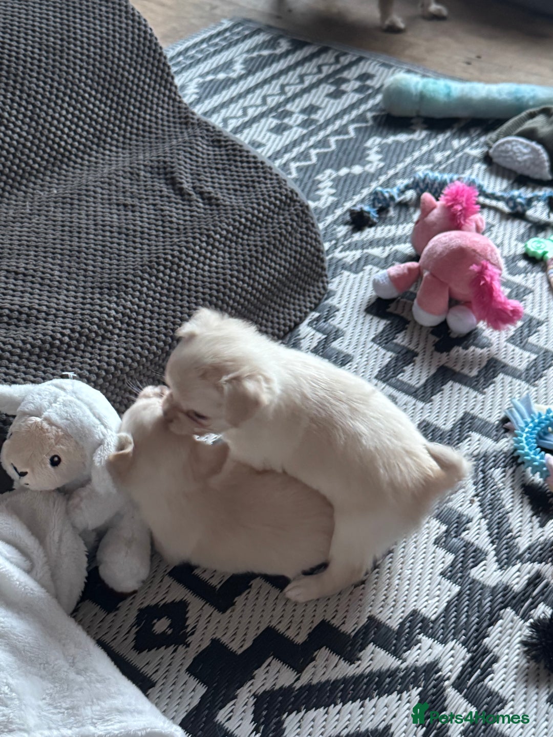 Chihuahua dogs for sale: Double chocolate platinum baby’s  - Image 3