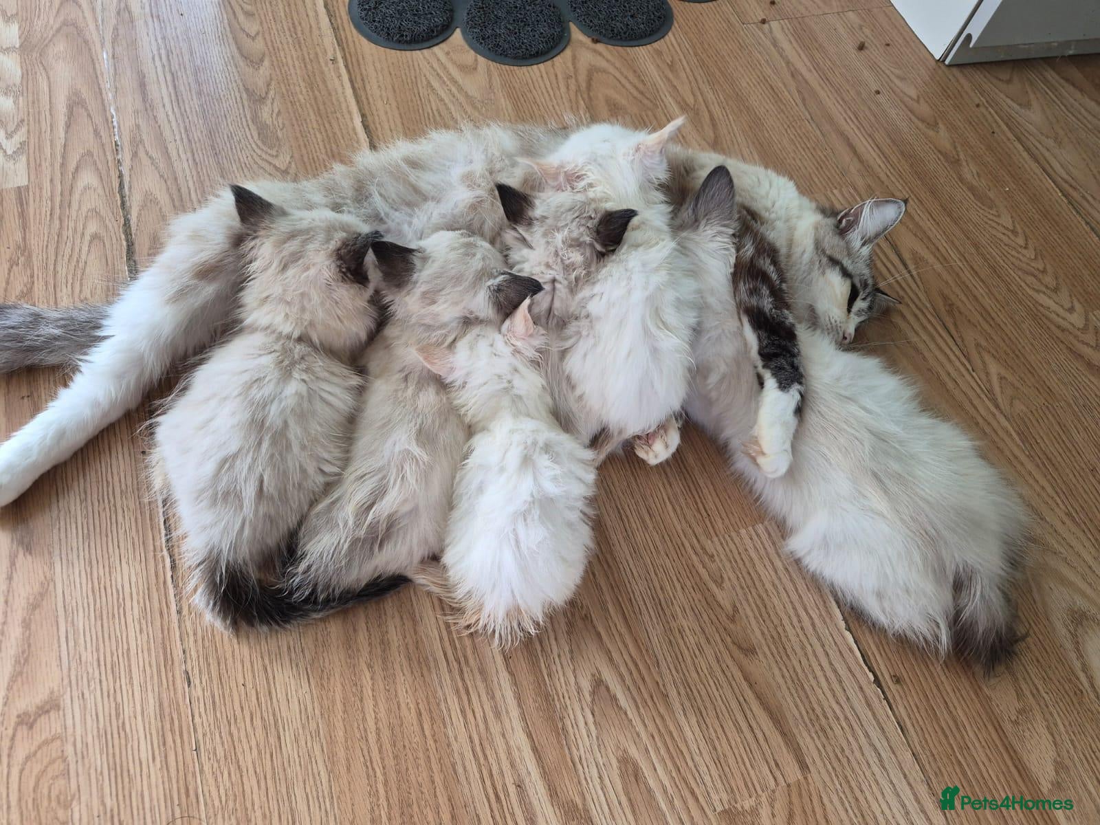 Ragdoll cats ​GCCF Ragdoll Kittens - Pet  - Advert 1