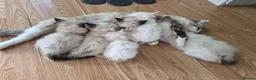 Ragdoll cats for sale: ​GCCF Ragdoll Kittens - Pet  - Advert 1