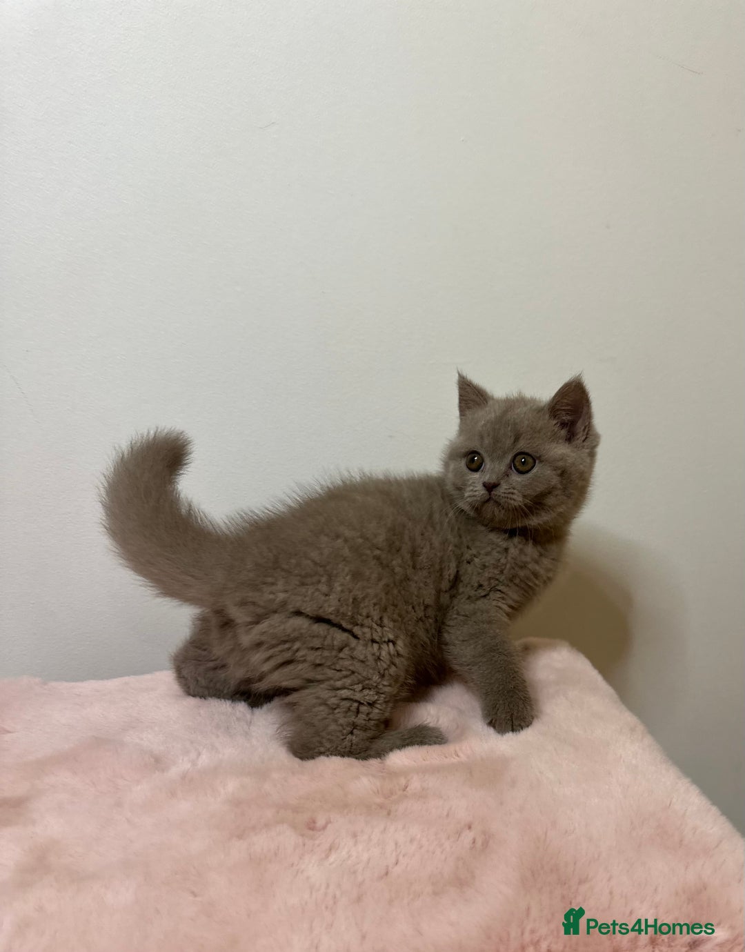 British Shorthair cats for sale: British Shorthair Chunky Chocolate Kittens🐻 - Advert 15