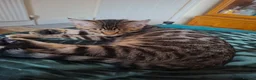Mixed Breed cats for sale: 4 boys,XL Bengal × Maine Coon  - Advert 8