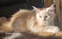 Maine Coon cats for sale: Beautiful Fluffy Maine Coon Kittens - Image 1