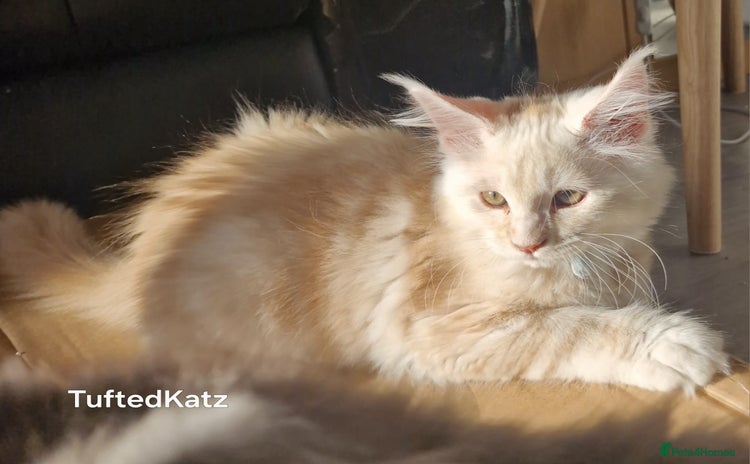 Maine Coon cats - Advert 16
