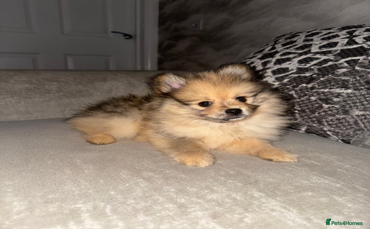 Pomeranian dogs - Advert 9