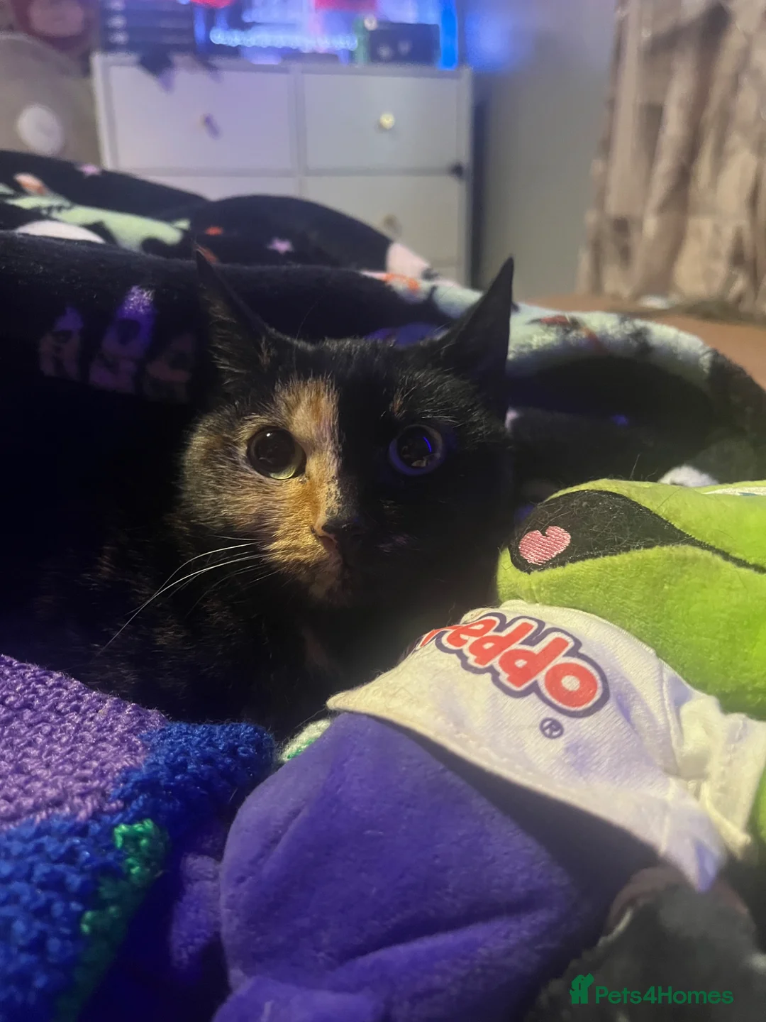 Mixed Breed cats for sale: belly - Advert 4