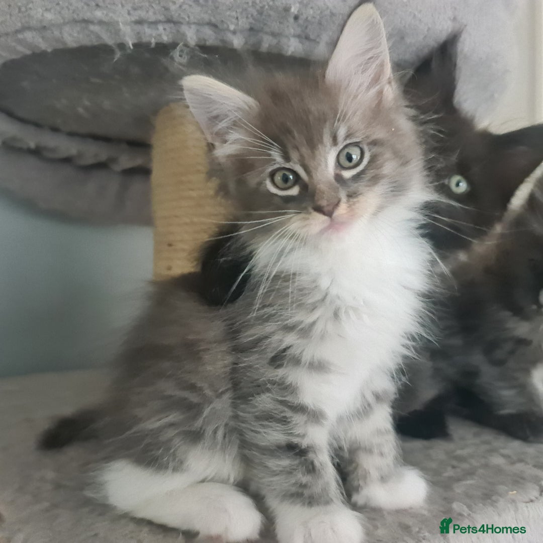 Mixed Breed cats for sale: Ragcoon kittens  - Image 8