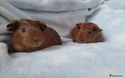 Guinea Pig rodents for sale: Baby Guinea pigs - Image 4