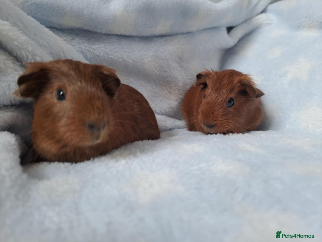 Guinea Pig rodents for sale: Baby Guinea pigs - Image 4